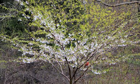 cardinal in cherry tree