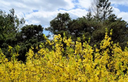 Forsooth Forsythia