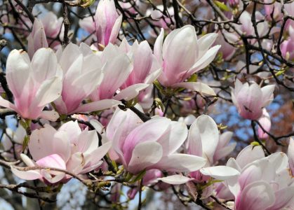 Love magnolia branch crinkle