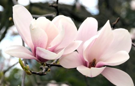 More subdued Magnolia Couple