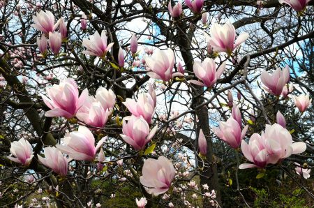 magnolia burst